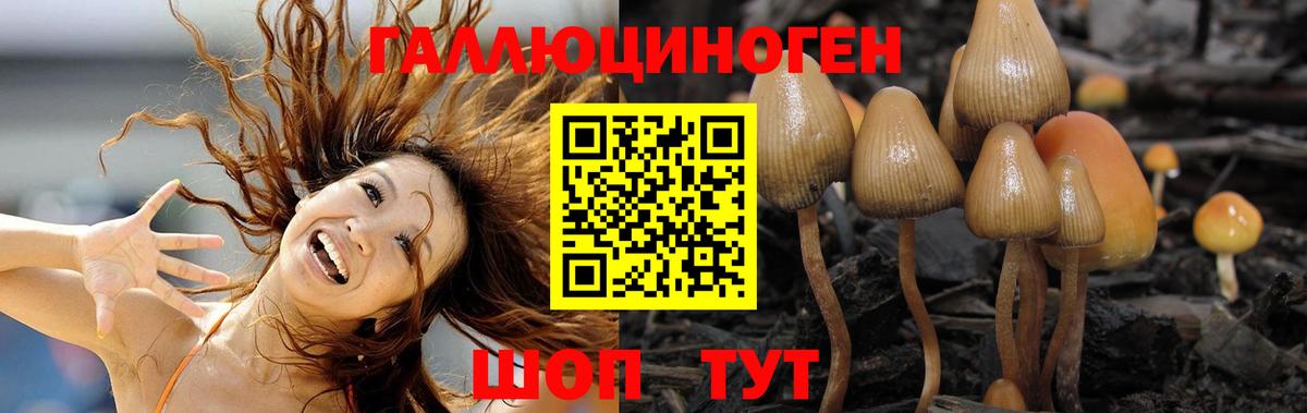 Псилоцибиновые грибы Cubensis Ессентуки
